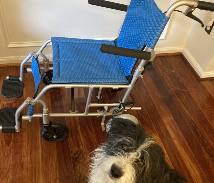 Blue youth sized transport chair